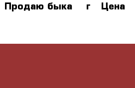 Продаю быка 1,5г › Цена ­ 90 000 - Московская обл. Животные и растения » Другие животные   